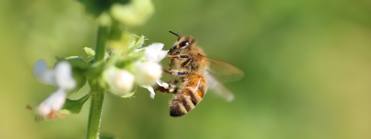 Spring Has Arrived in Waterloo! What Does This Mean For Honeybees