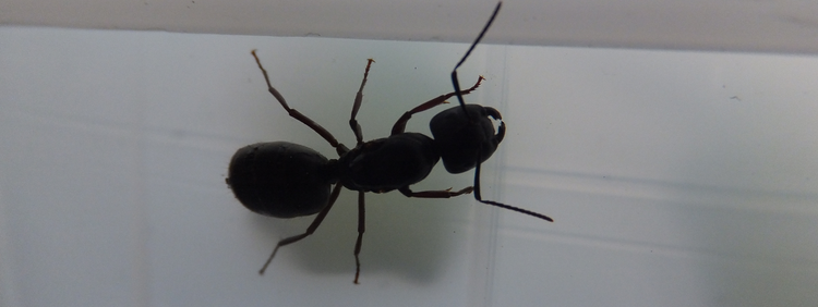Why You Should Have Carpenter Ants Removed From Your Kitchener Home