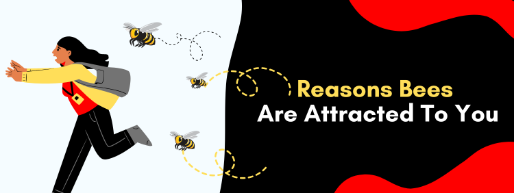 Toronto Pest Control: 5 Reasons Bees Are Attracted To You