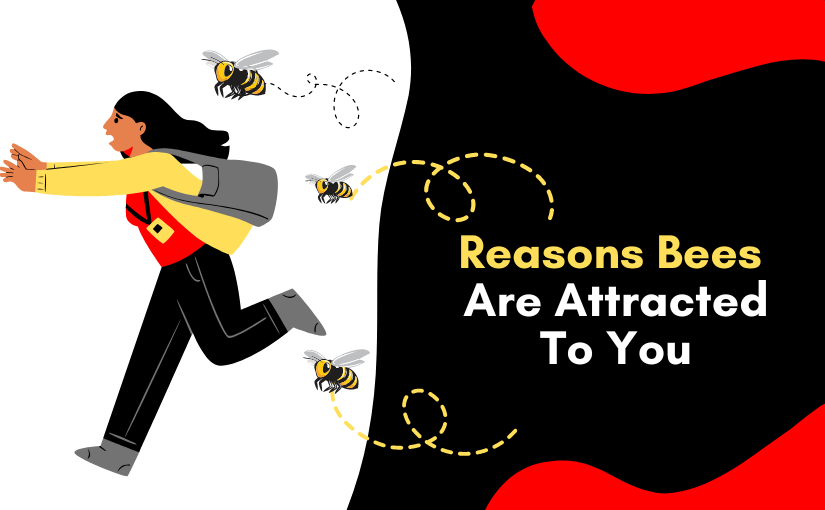 Toronto Pest Control: 5 Reasons Bees Are Attracted To You