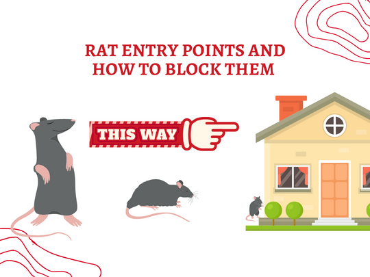 Kitchener Pest Removal: Identify Rat Entry Points and Block Them