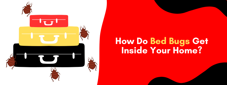 Toronto Pest Control: How Do Bed Bugs Get Inside Your Home?