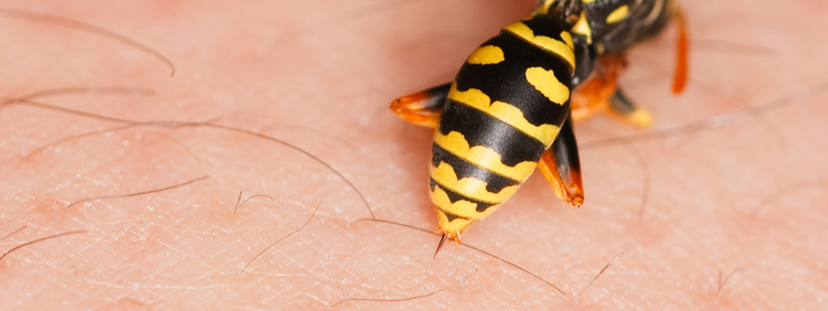 4 Dangers of Having Wasps Around Your Toronto Home