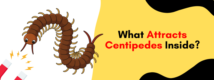 Toronto Pest Control: What Attracts Centipedes Inside?