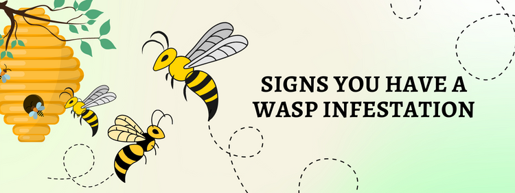 Signs You Have a Wasp Infestation in Kitchener