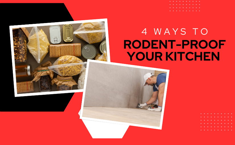 Waterloo Pest Control: 4 Ways to Rodent-Proof Your Kitchen