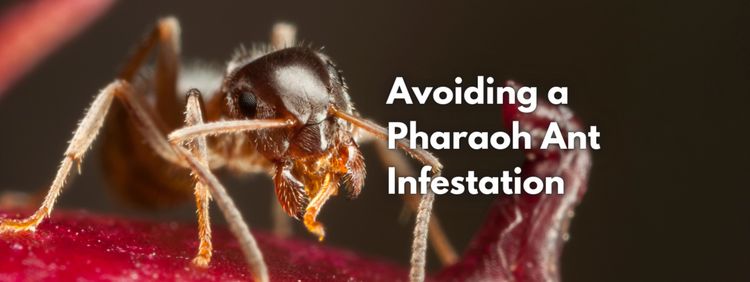 Avoiding a Pharaoh Ant Infestation in Richmond Hill