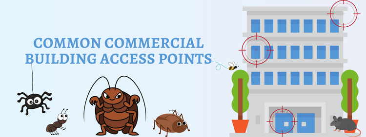 Common Ways Pests Access Commercial Buildings in Kitchener