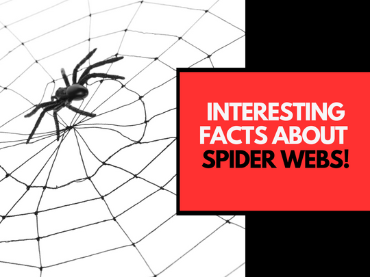 interesting-facts-about-spider-webs
