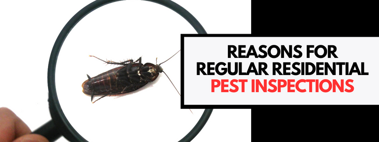 3 Reasons For Regular Residential Pest Inspections