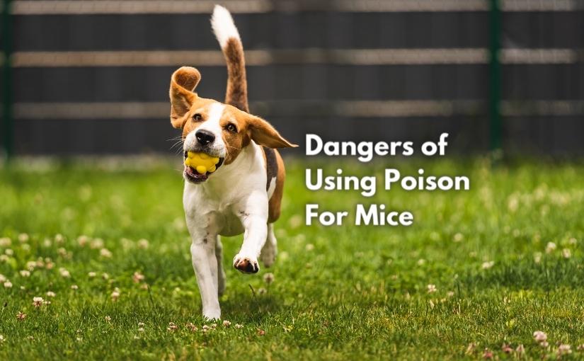 The Dangers of Using Poison For Mice Removal in Thornhill