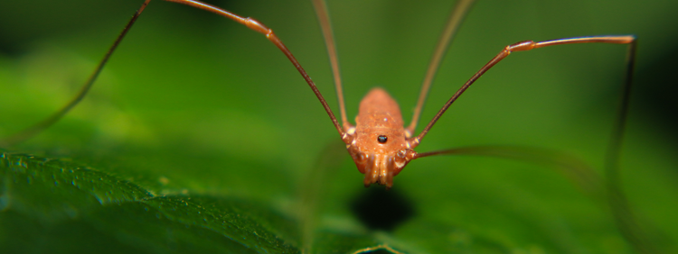 Toronto Pest Control: 4 Interesting Facts About Daddy Long Legs