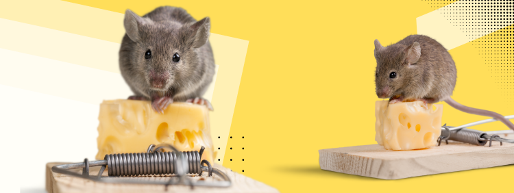 Fact or Fiction: Is Cheese the Best Bait for Mice?