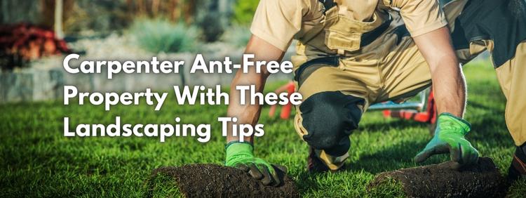 Enjoy a Carpenter Ant-Free Property With These Landscaping Tips