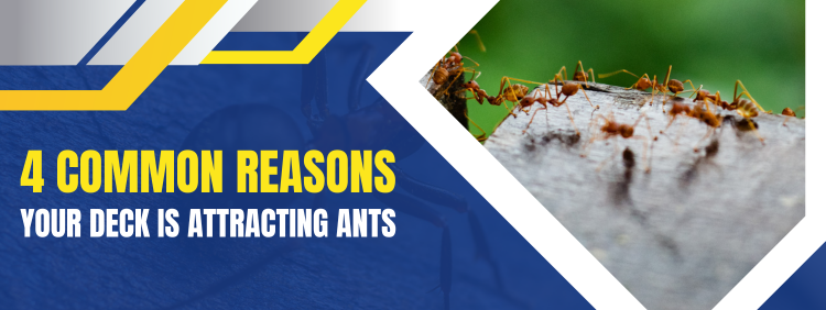 Guelph Pest Control: 4 Common Reasons Your Deck is Attracting Ants