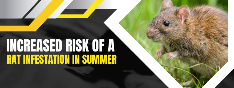 Kitchener Pest Removal: Increased Risk of a Rat Infestation in Summer