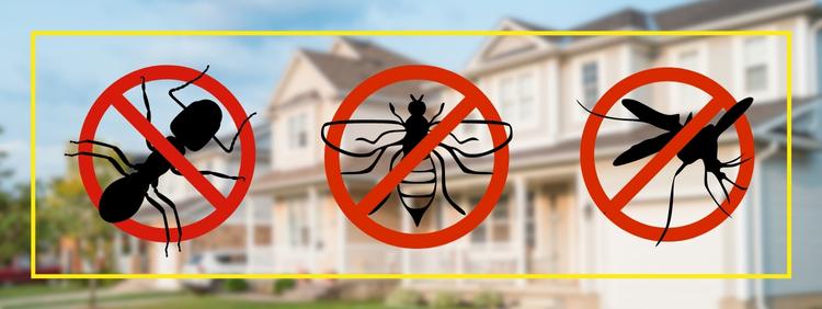 Common Summer Pests_ Identifying and Preventing Infestations in Markham Homes