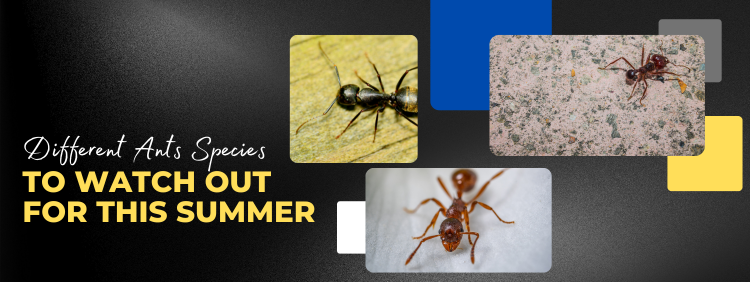 3 Different Ant Species That May Invade Your Oakville Home This Summer