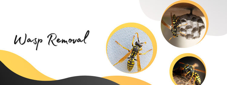 Why Call Truly Nolen Pest Control for Wasp Removal in Toronto?