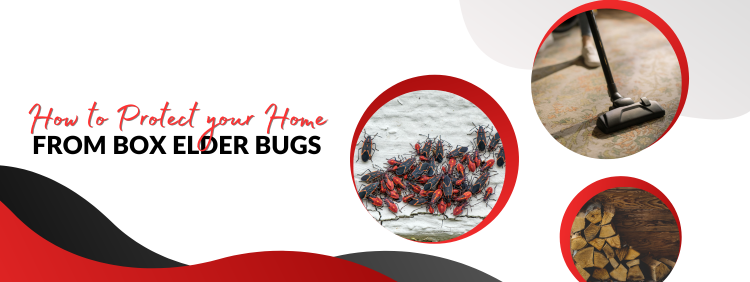 Simple Ways To Prevent Box Elder Bugs in Your Toronto Home