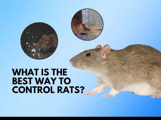 Kitchener Pest Removal: What is the Best Way to Control Rats?