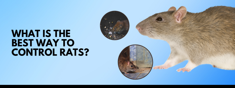 Kitchener Pest Removal: What is the Best Way to Control Rats?