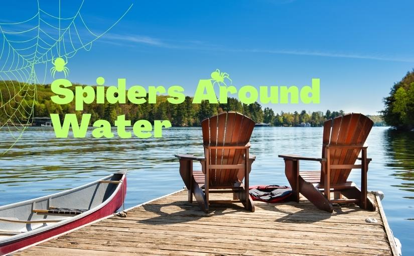 Understanding Spider Behaviour Around Water and Tips to Manage Them