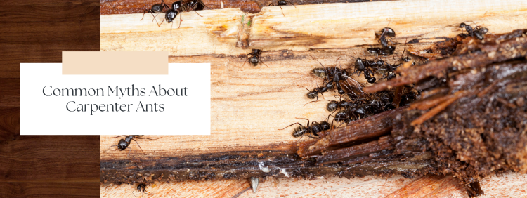 Niagara Pest Control: Common Myths About Carpenter Ants Debunked