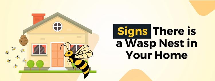 Waterloo Pest Removal: Signs There is a Wasp Nest in Your Home