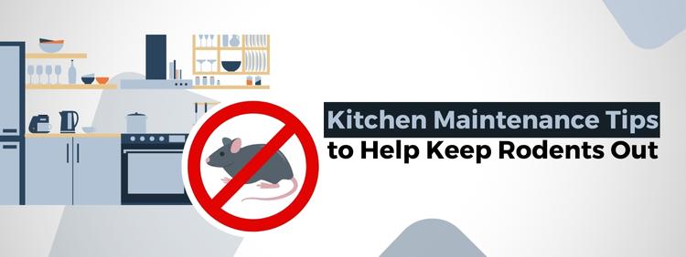 Kitchen Maintenance: Keeping Rodents Out of Your Kitchener Home