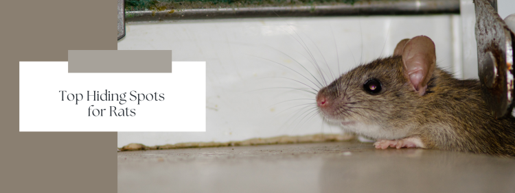 Top Hiding Spots for Rats in Cambridge Homes