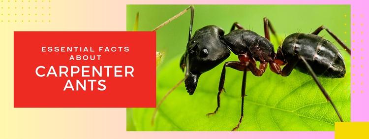 Burlington Pest Control: Essential Facts About Carpenter Ants You Can't Ignore