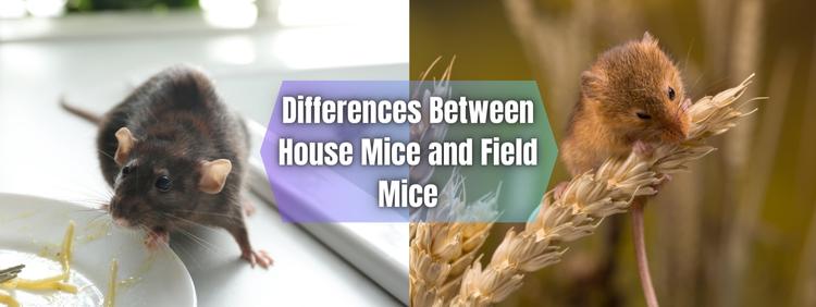 Thornhill Pest Control: The Difference Between House Mice and Field Mice