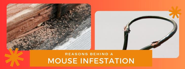 Unveiling the Reasons Behind Your Mouse Infestation