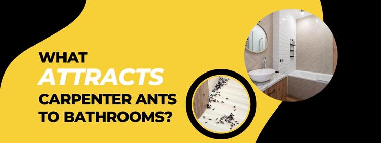 What Attracts Carpenter Ants to Bathrooms?