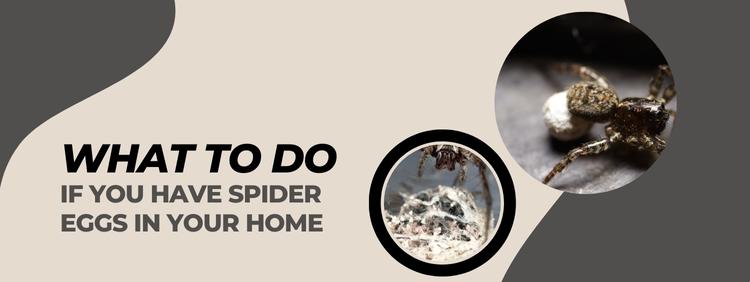Spider Eggs in Your Home: Everything You Need to Know