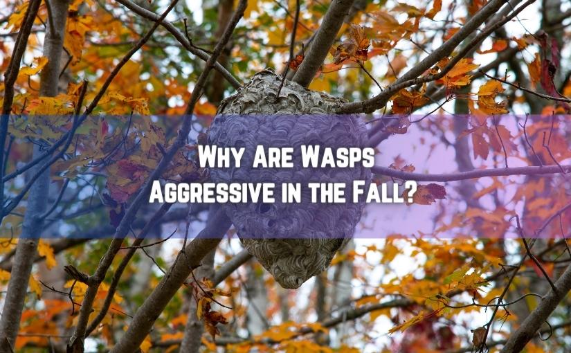 Acton Pest Removal: Why Are Wasps Aggressive in the Fall?