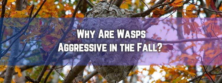 Acton Pest Removal: Why Are Wasps Aggressive in the Fall?