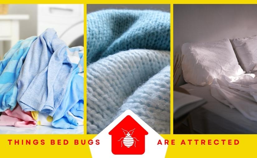 Barrie Pest Removal: 3 Things Bed Bugs Are Attracted To