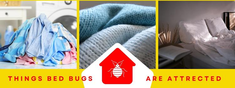 Barrie Pest Removal: 3 Things Bed Bugs Are Attracted To