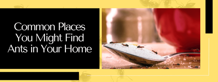 Common Places You Might Find Ants in Your Home
