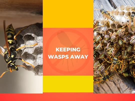 Prevention Tips: Keeping Wasps Away From Your Kitchener Property