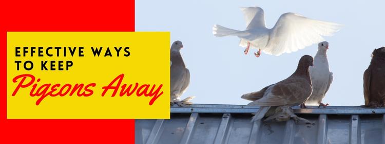 Thornhill Pest Removal: 4 Effective Ways to Keep Pigeons Away From Your Business