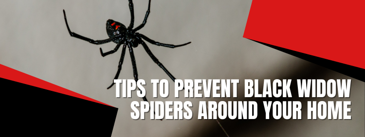 Brant Pest Control: Preventing Black Widow Spiders Around Your Home