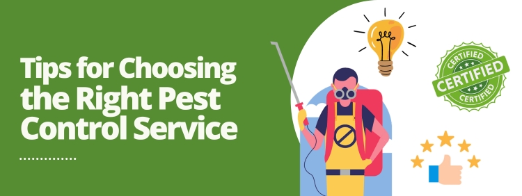 How to Choose the Right Pest Control Service For Your Home in Toronto