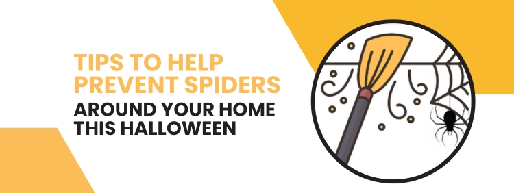 Keep Spiders Away From Your Markham Home This Halloween With These Prevention Methods