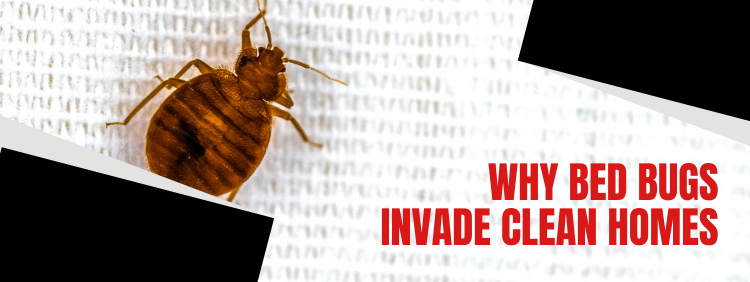 Milton Pest Control: Do Bed Bugs Invade Clean Homes?