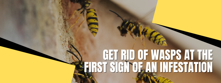 Oakville Pest Removal: Why Get Rid of Wasps At The First Sign of an Infestation