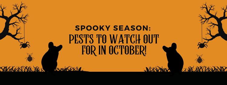Spooky Season: Pests To Watch Out for In October!