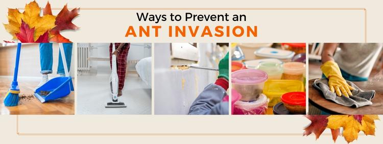 Waterloo Pest Control: 4 Ways to Prevent an Ant Invasion This Fall